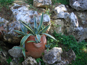 Agave