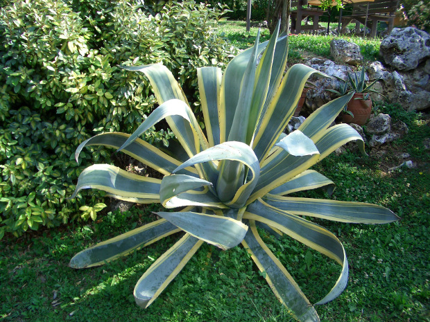 Agave