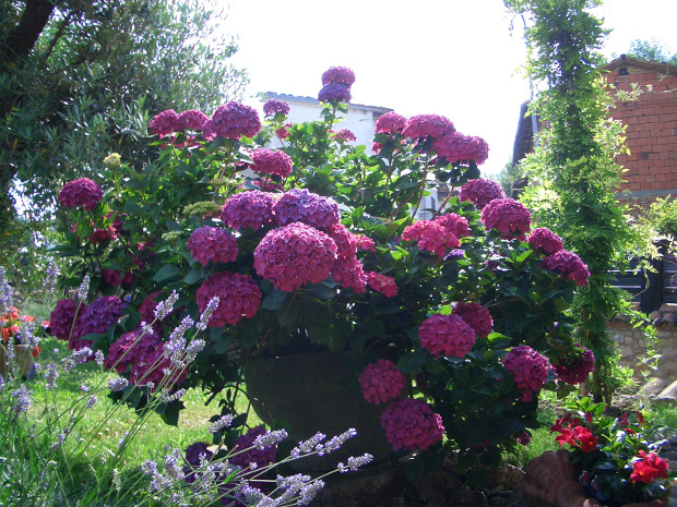 Le ortensie di Santa Rita dell'Oca