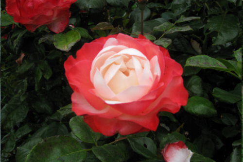Una rosa fiorita