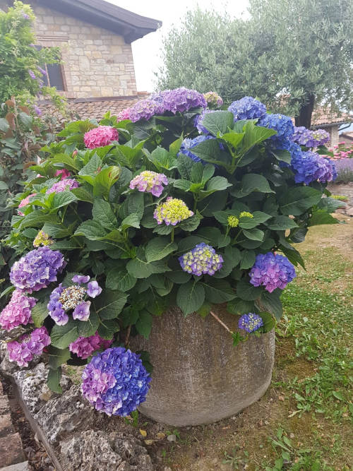 Le ortensie di Santa Rita dell’Oca