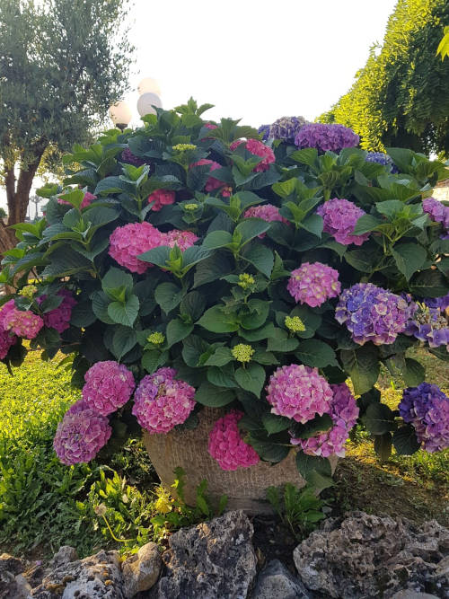 Le ortensie di Santa Rita dell’Oca