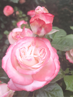 Le rose di Santa Rita dell'Oca
