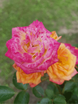 Le rose di Santa Rita dell'Oca