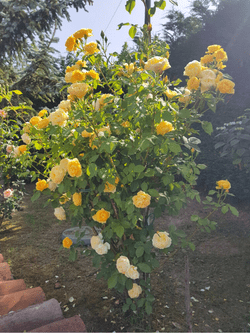 Le rose di Santa Rita dell'Oca