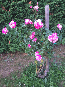 Le rose di Santa Rita dell'Oca