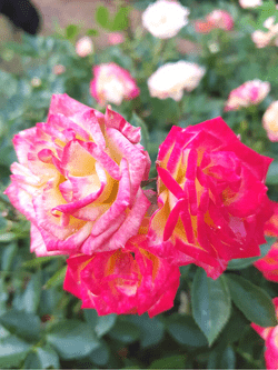 Le rose di Santa Rita dell'Oca