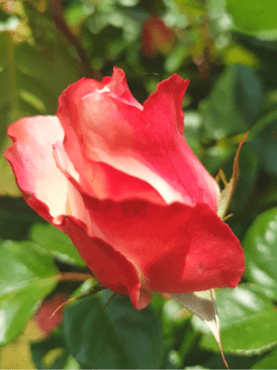 Le rose di Santa Rita dell'Oca